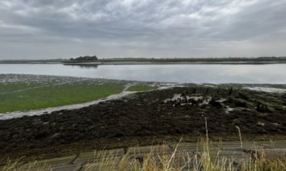 Oyster Beds for sale