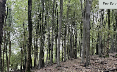 Woodland for sale