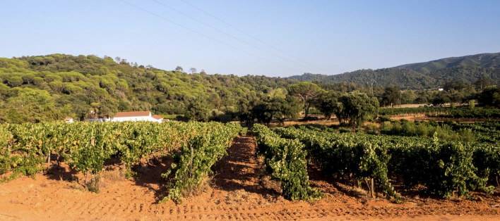 Vineyard for sale in Portugal - As cheap as a nice
              house