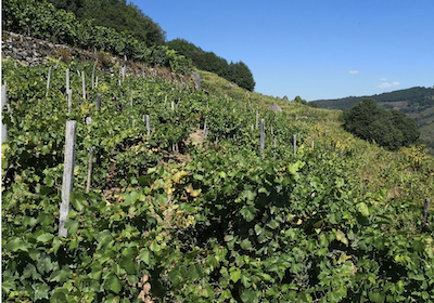 Spanish cheap vineyard for sale