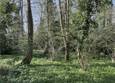 Woodland for sale