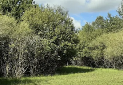 Woodland for sale