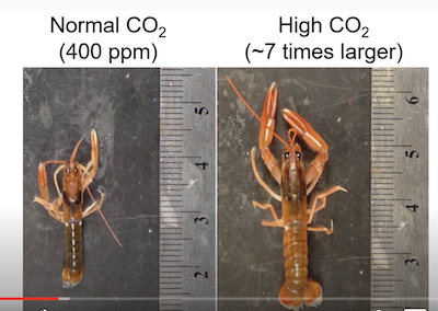 Crustacea grow bigger with
          more CO2