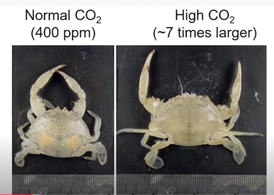 Crustacea
          grow bigger with more CO2