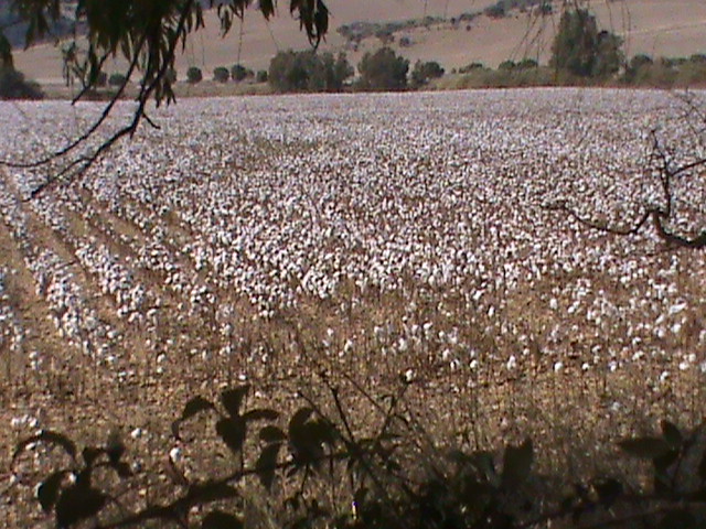 Cotton fields