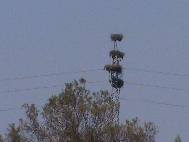 Stork nests